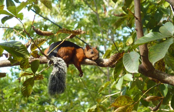 Santa Teresa Costa Rica