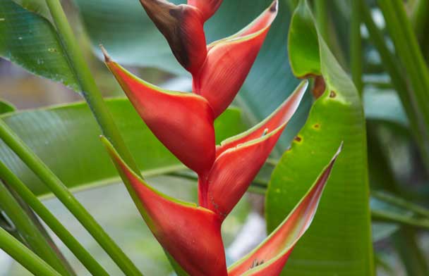 Santa Teresa Costa Rica